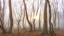 Sun coming through moody autumnal  forest