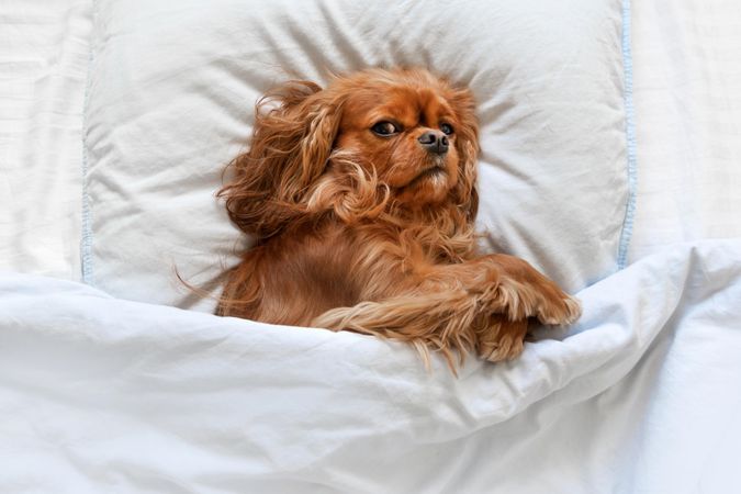Cavalier spaniel tucked into the bedsheets