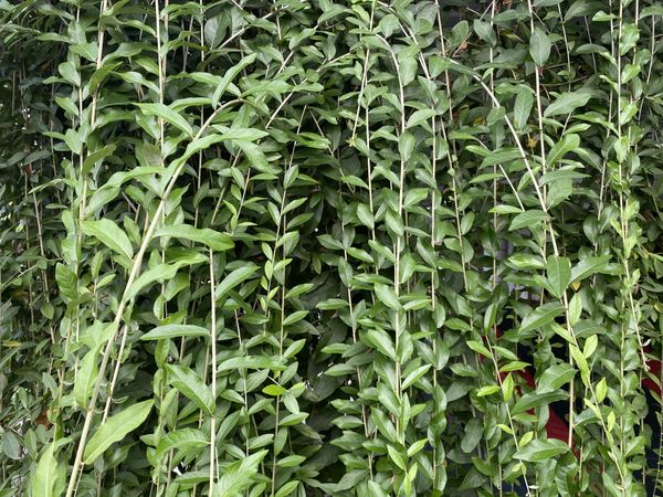 Vines