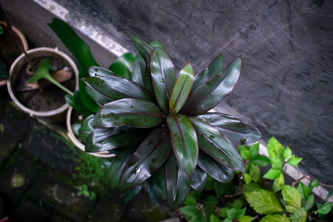 Top view Cordyline fruticosa flower, house plant gardening