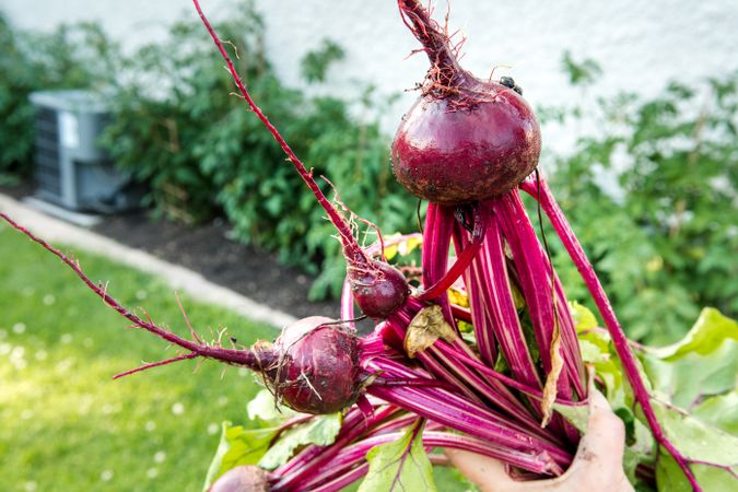 Hand holding freshly picked beetroots outdoor