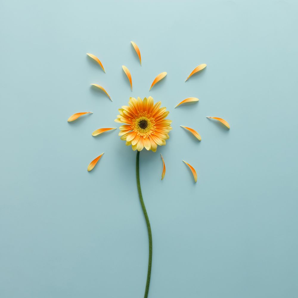 Orange flower on blue background with petals