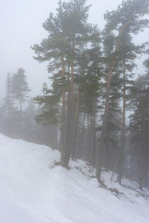 Tree in winter on Caucasus mountains