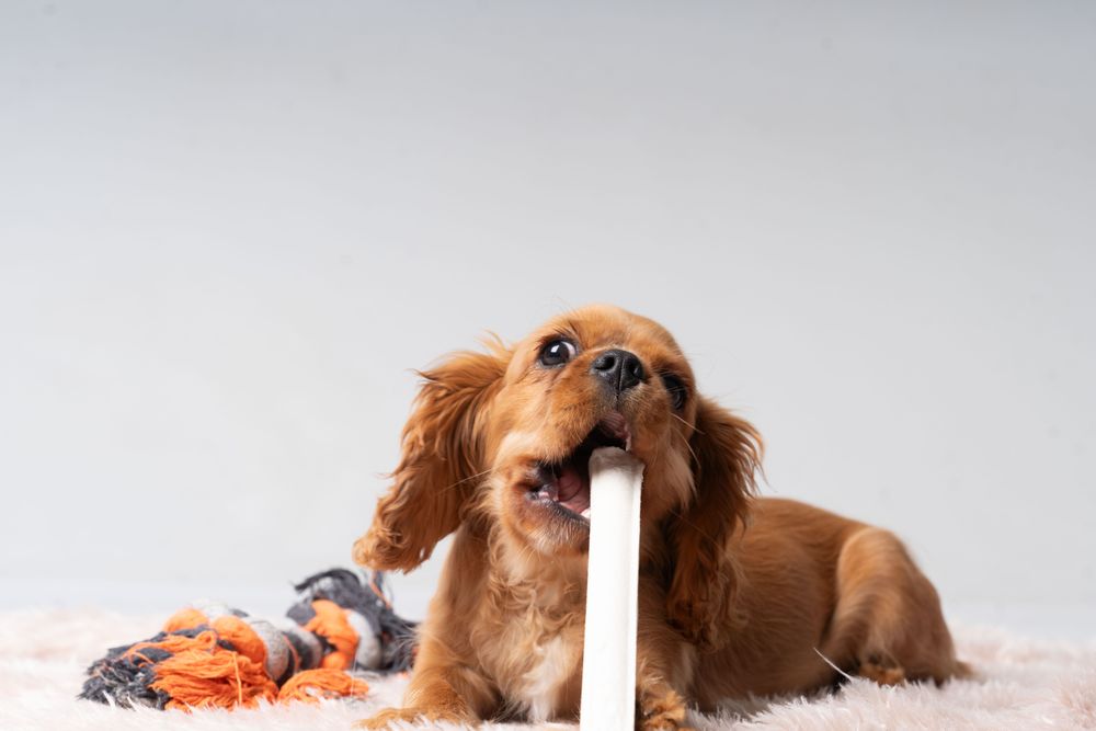 Cocker spaniel playing on rug