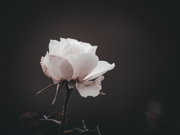 Light rose in dark background