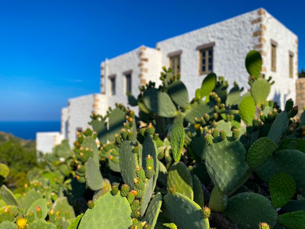 Rolling cacti patch in front of traditional Greek house