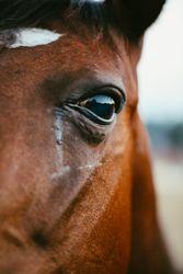 Brown horse in close-up