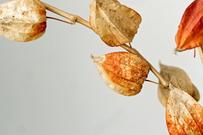 Dried leaves, educational still life for drawing