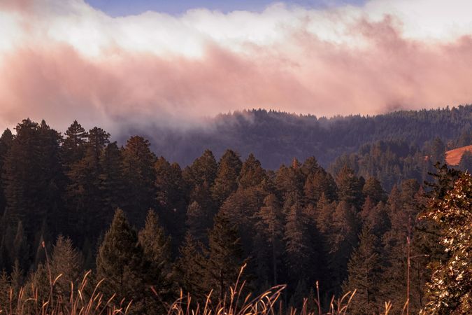 Heavy clouds coming in over trees