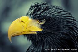 Close-up shot of eagle 42lxm0