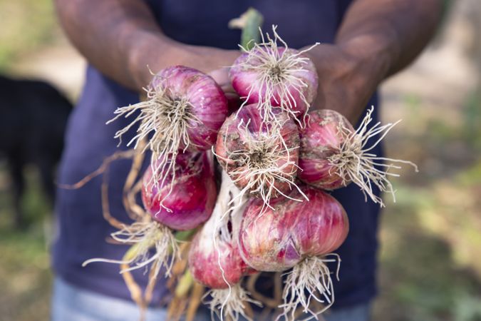 Farmer's Hand Holding A Bunch of Red Onion in the Field