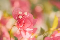 Pink delicate flower with selective focus