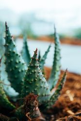 Close up of aloe plant