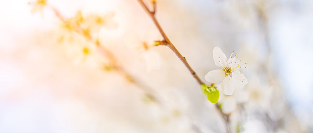 Delicate blossom flower, wide
