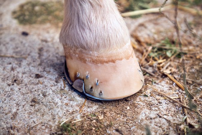 Horse hoof