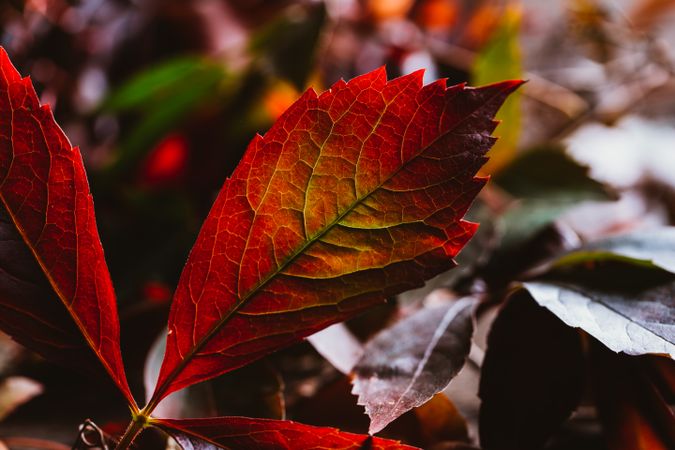 Bright red leaves on tree in sunlight