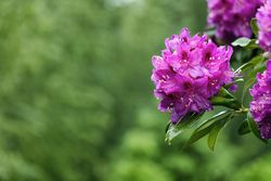 Washington State Pacific rhododendron flower