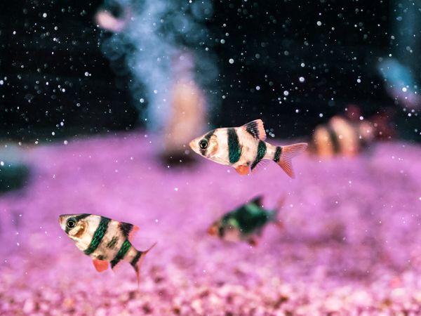 Exotic fish in aquarium