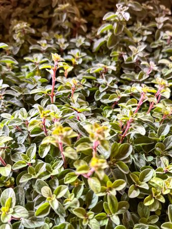 Green shrubs in the sun