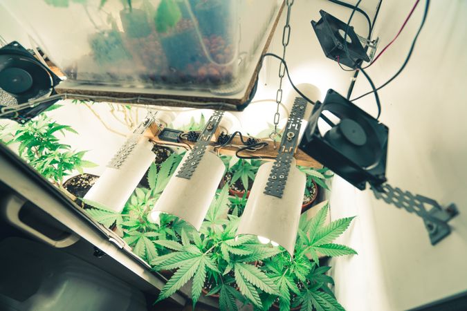 Indoor marijuana grow op