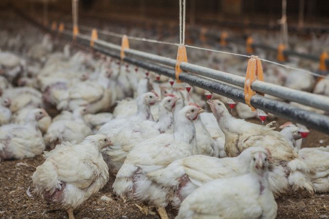 Poultry at chicken farm