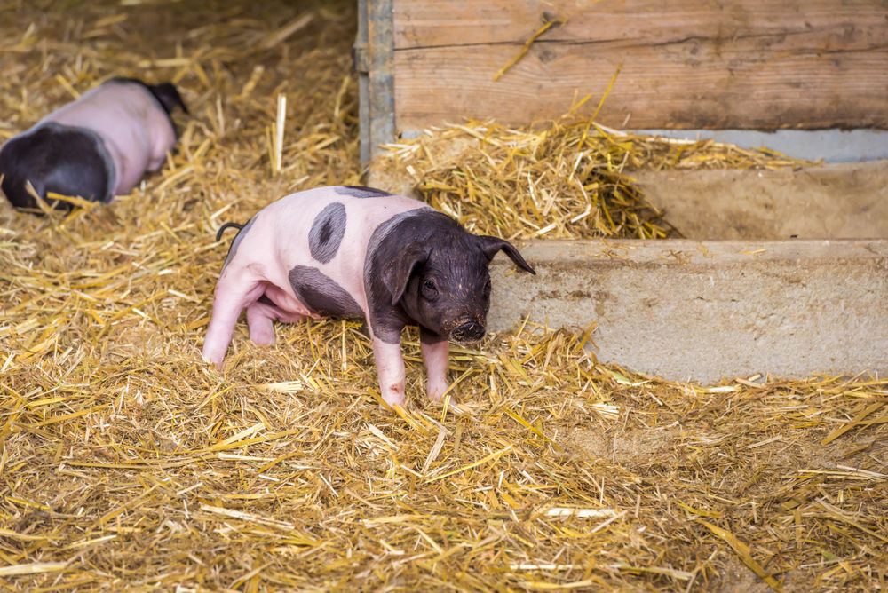 Baby pig in its coop