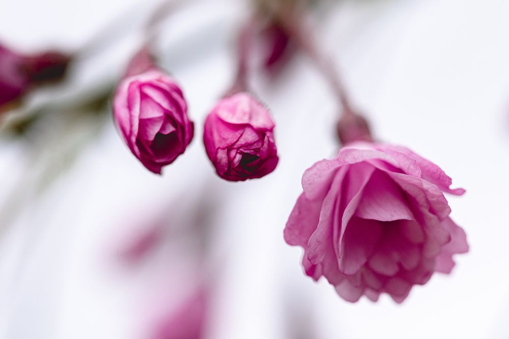 Pink cherry blossoms at the beginning of blossoming