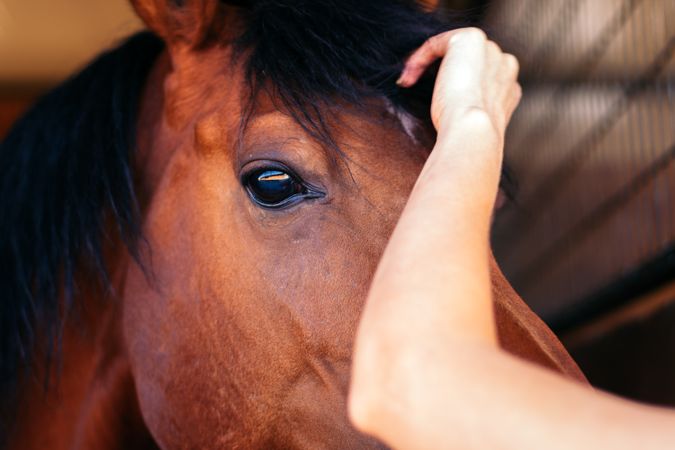 Close up of a brown horse in the stable