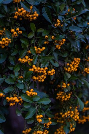 Ripe yellow rowan berries