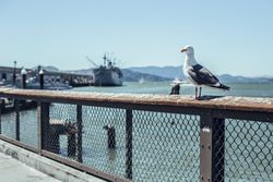 Bird sitting on barrier on embankment near sea