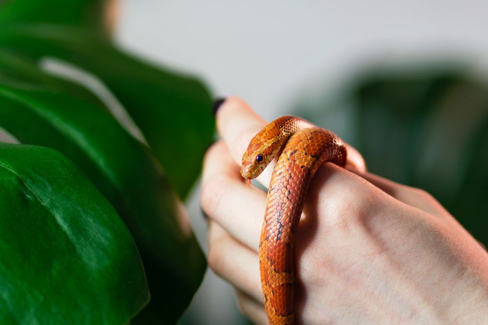 Corn snake wrapped around woman hand