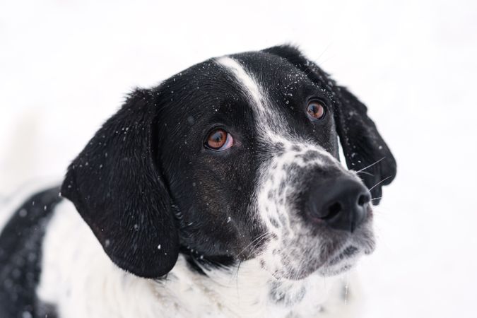 Contemplative Dog in Snow