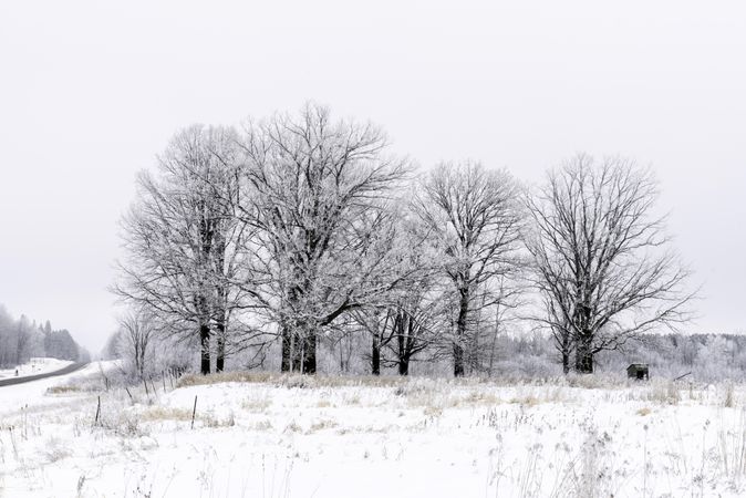 Line of trees next to a road on a wintry day