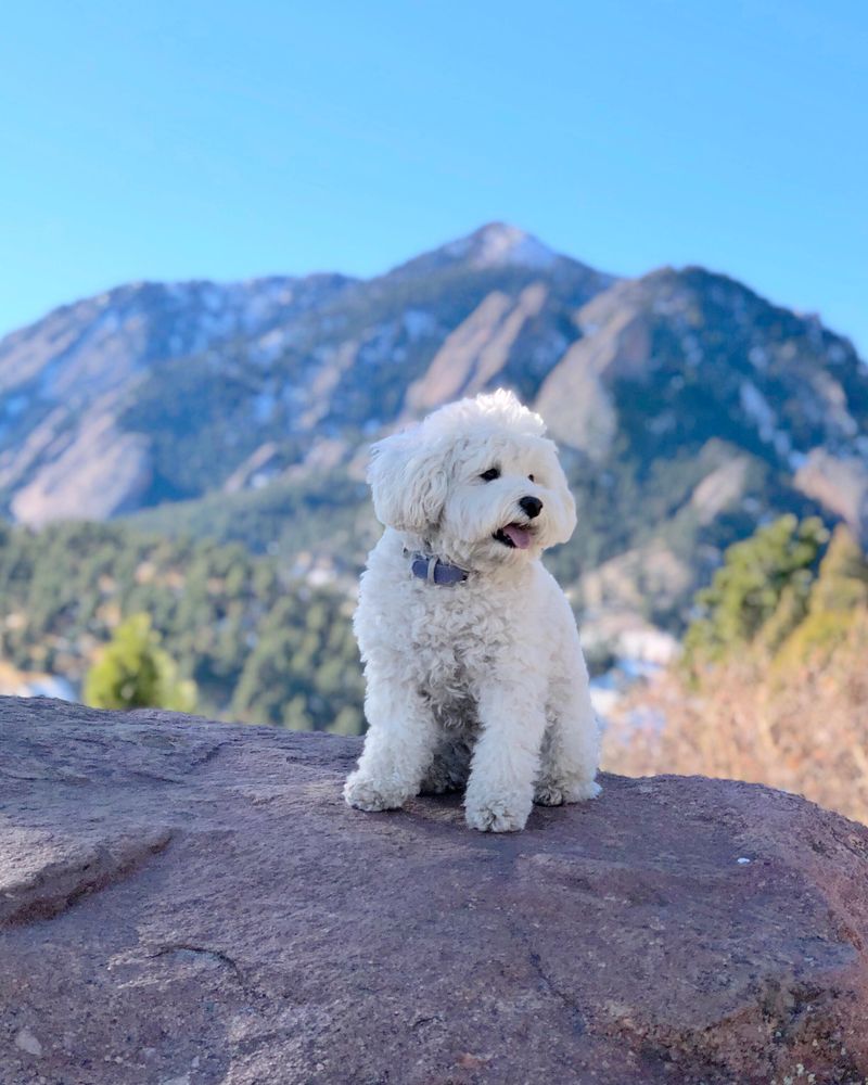 Bichon on brown rock near mountain