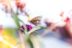 Butterfly on purple flower