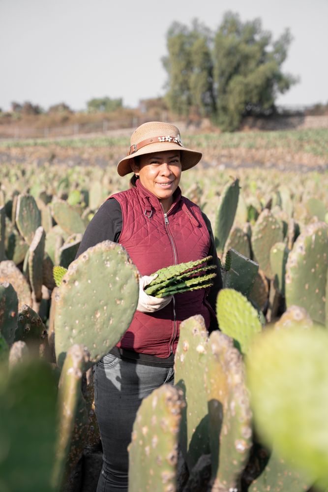 Portrait of an adult woman harvesting nopal with her hands wearing a hat