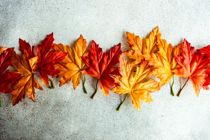 Line of colorful autumn leaves on grey background