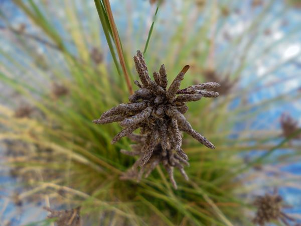 Bolboschoenus maritimus