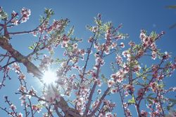 Blooming cherry tree in garden at bright sunlight