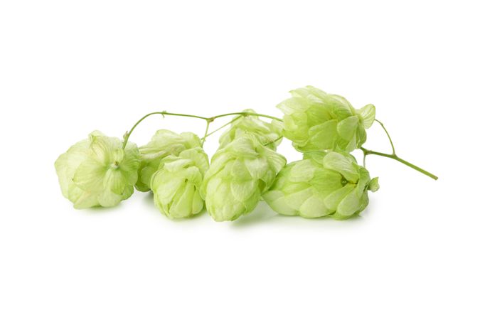 Fresh green hop isolated on light background