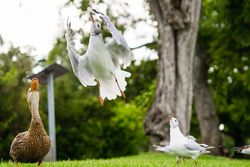Duck and Eurasian gull on green grass
