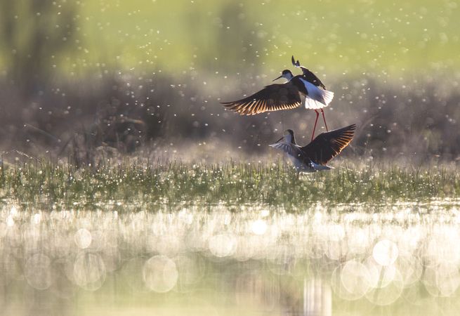 Wild birds playing near water