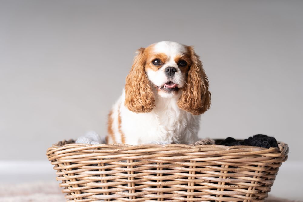 Cute cocker spaniel in basket