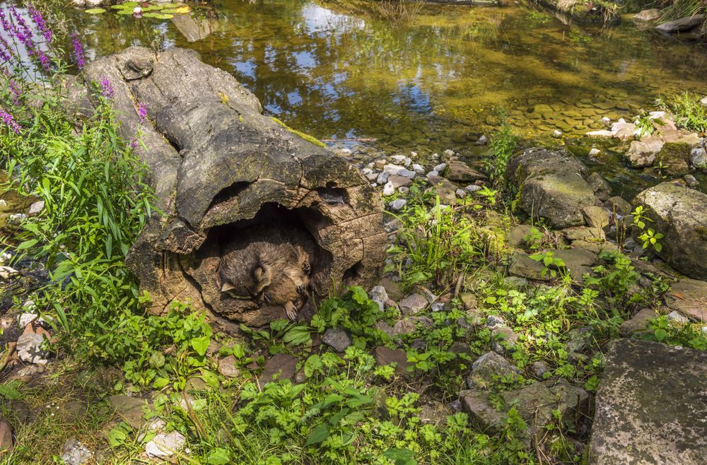 Raccoons habitat image