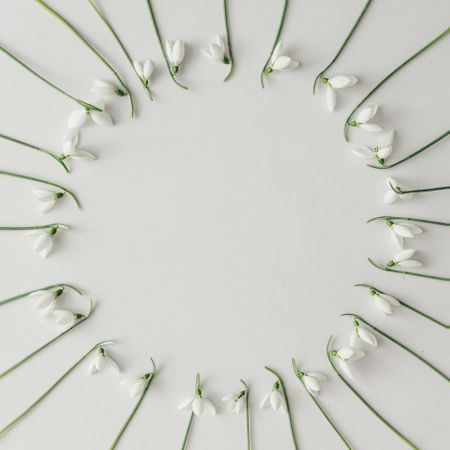 Circle of snowdrop flowers on bright background
