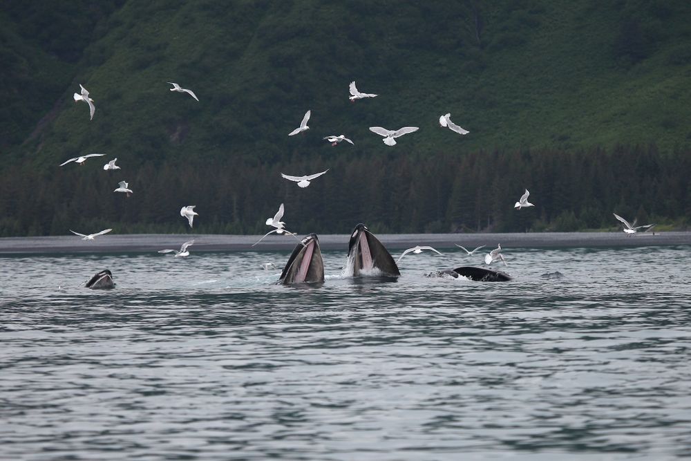 Whales emerging from water