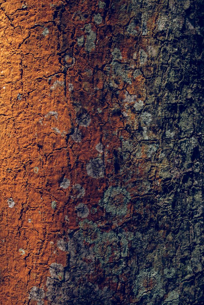 Abstract background of tree bark with moss