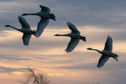 Trumpeter Swans in flight at autumn in McGregor, Minnesota