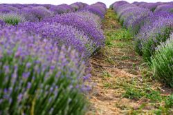 Summer foliage with flowering lavender
