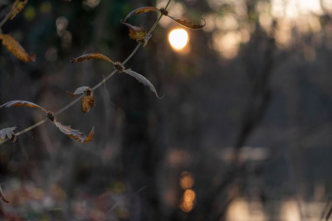 Dry autumn branches in a forest at sunset